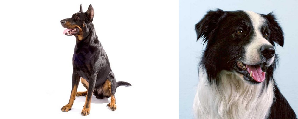 Border Collie vs Beauceron - Breed Comparison