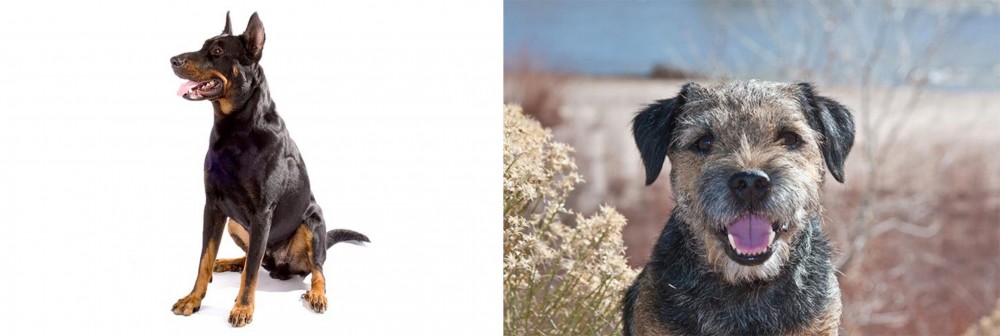 Border Terrier vs Beauceron - Breed Comparison