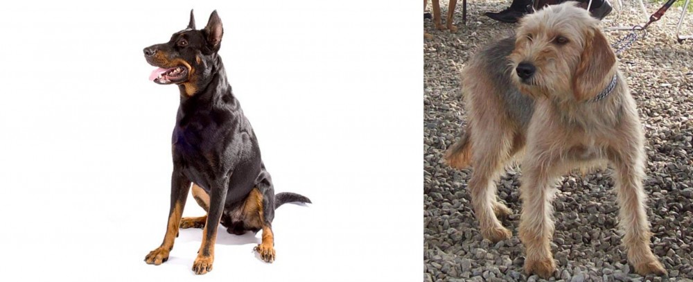 Bosnian Coarse-Haired Hound vs Beauceron - Breed Comparison