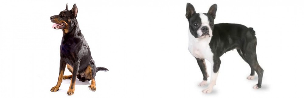 Boston Terrier vs Beauceron - Breed Comparison