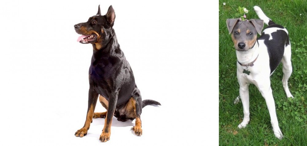 Brazilian Terrier vs Beauceron - Breed Comparison