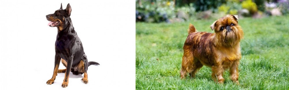 Brussels Griffon vs Beauceron - Breed Comparison