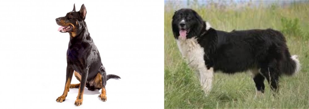 Bulgarian Shepherd vs Beauceron - Breed Comparison