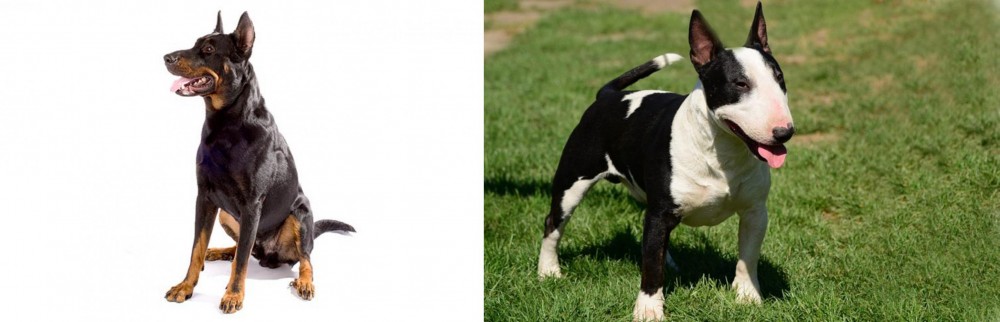 Bull Terrier Miniature vs Beauceron - Breed Comparison