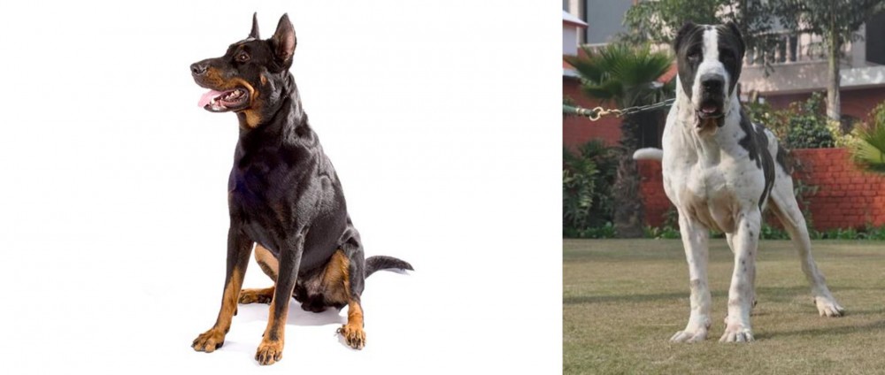 Bully Kutta vs Beauceron - Breed Comparison
