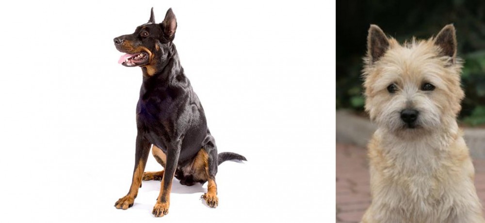 Cairn Terrier vs Beauceron - Breed Comparison
