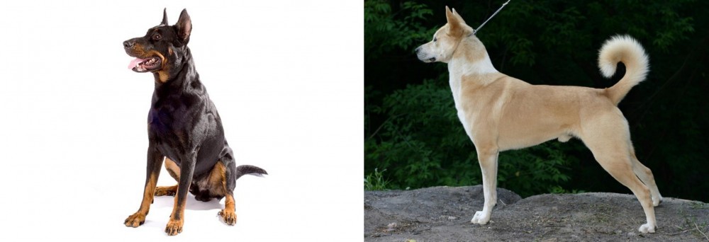 Canaan Dog vs Beauceron - Breed Comparison