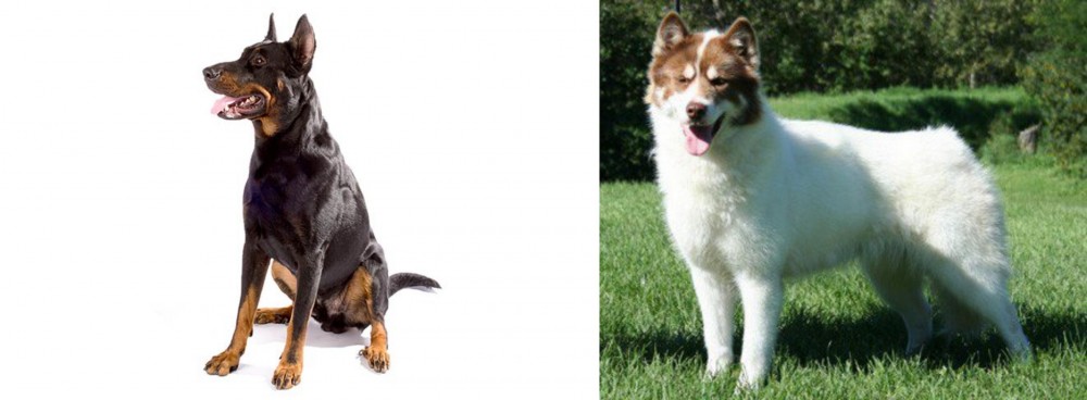 Canadian Eskimo Dog vs Beauceron - Breed Comparison