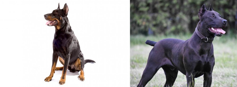 Canis Panther vs Beauceron - Breed Comparison