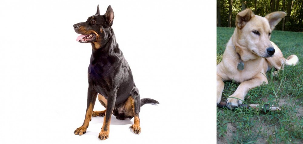 Carolina Dog vs Beauceron - Breed Comparison