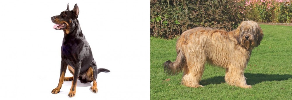 Catalan Sheepdog vs Beauceron - Breed Comparison