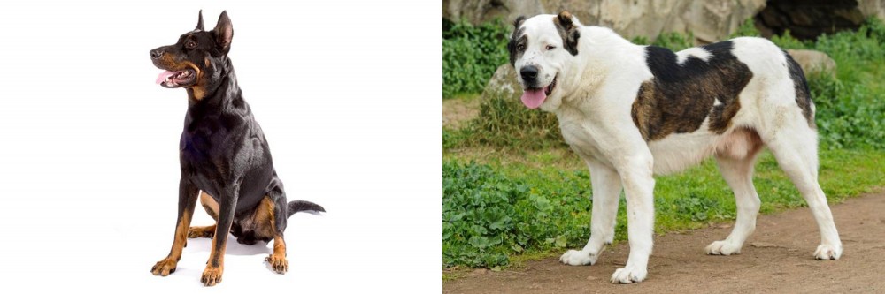 Central Asian Shepherd vs Beauceron - Breed Comparison
