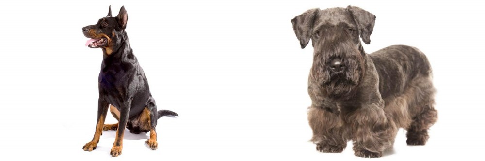 Cesky Terrier vs Beauceron - Breed Comparison
