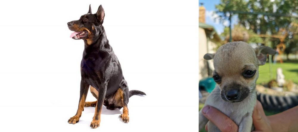 Chihuahua vs Beauceron - Breed Comparison