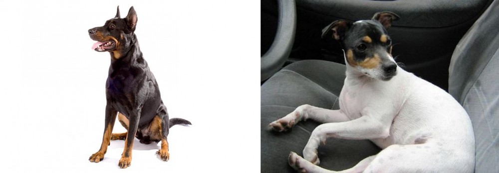 Chilean Fox Terrier vs Beauceron - Breed Comparison