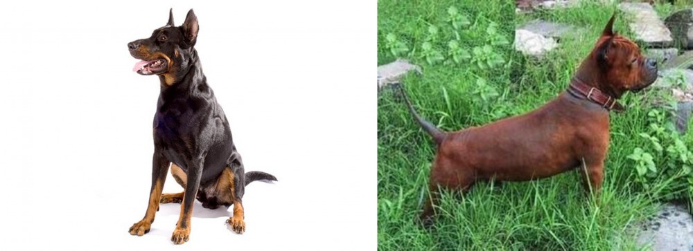 Chinese Chongqing Dog vs Beauceron - Breed Comparison
