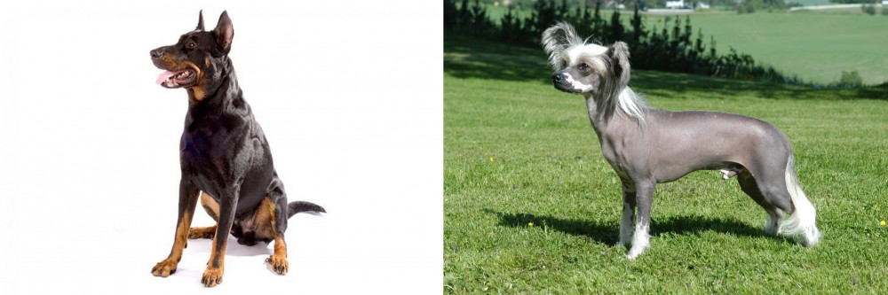 Chinese Crested Dog vs Beauceron - Breed Comparison