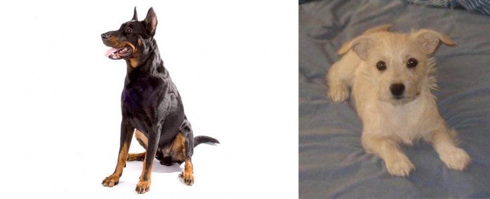 Chipoo vs Beauceron - Breed Comparison