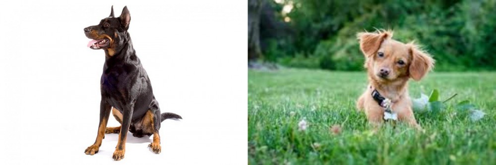 Chiweenie vs Beauceron - Breed Comparison