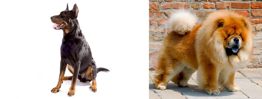 Chow Chow vs Beauceron - Breed Comparison