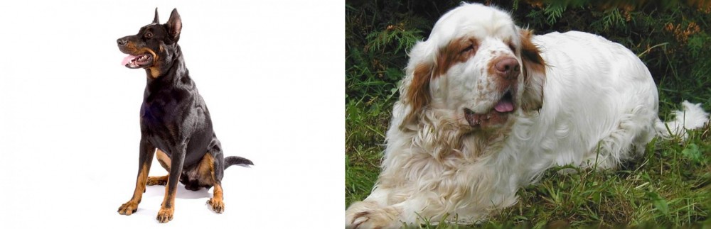 Clumber Spaniel vs Beauceron - Breed Comparison