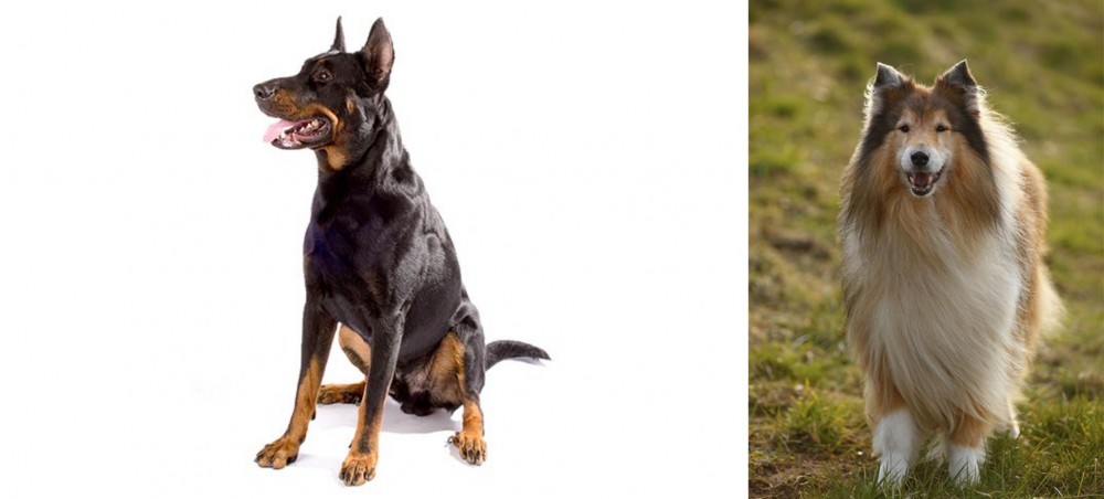 Collie vs Beauceron - Breed Comparison