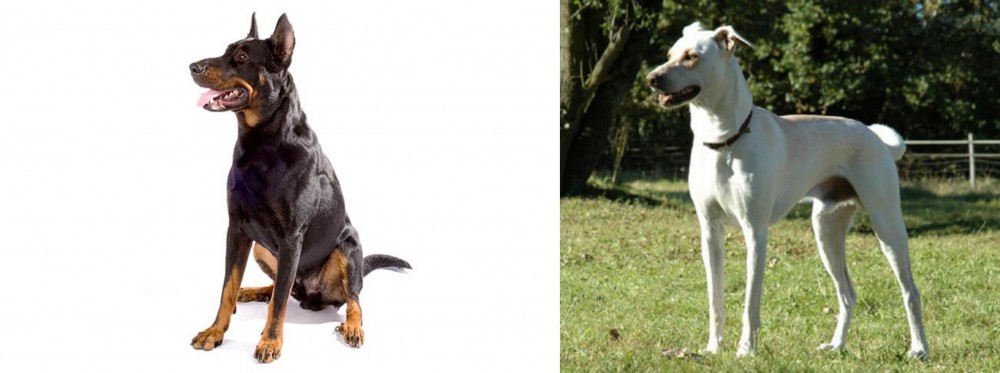 Cretan Hound vs Beauceron - Breed Comparison