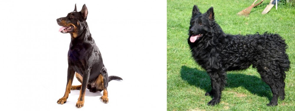 Croatian Sheepdog vs Beauceron - Breed Comparison