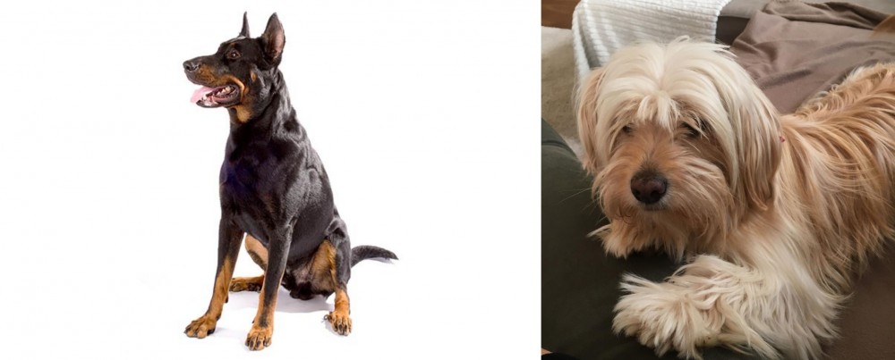 Cyprus Poodle vs Beauceron - Breed Comparison