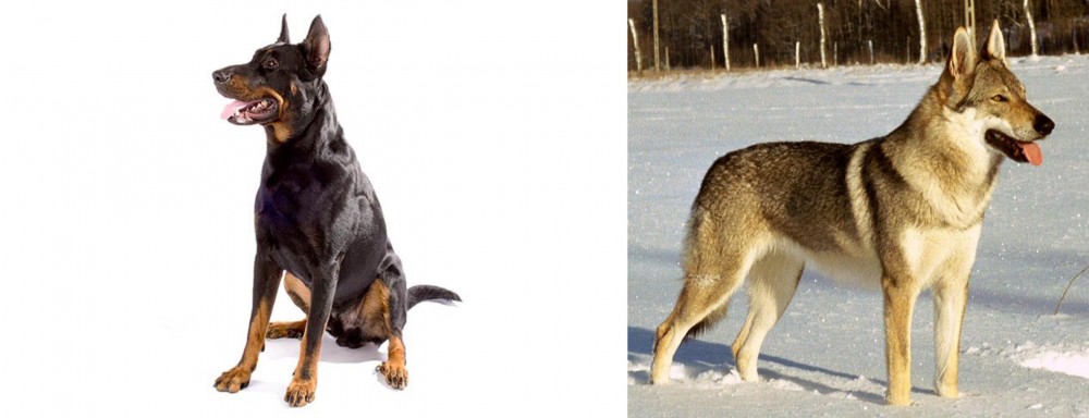 Czechoslovakian Wolfdog vs Beauceron - Breed Comparison