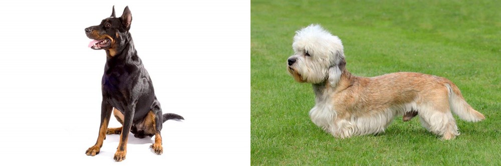 Dandie Dinmont Terrier vs Beauceron - Breed Comparison