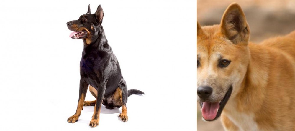 Dingo vs Beauceron - Breed Comparison