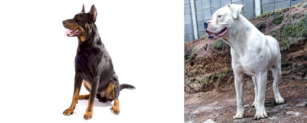 Dogo Guatemalteco vs Beauceron - Breed Comparison