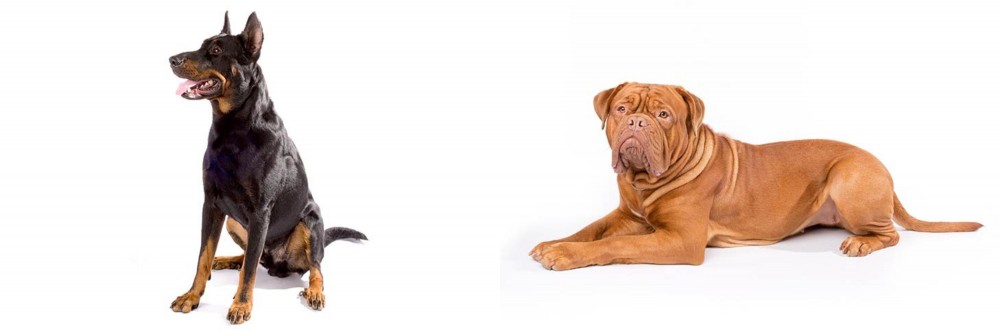 Dogue De Bordeaux vs Beauceron - Breed Comparison