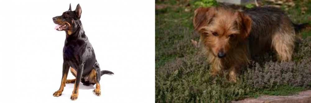 Dorkie vs Beauceron - Breed Comparison