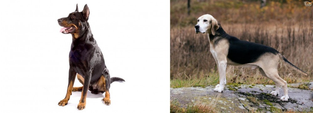 Dunker vs Beauceron - Breed Comparison