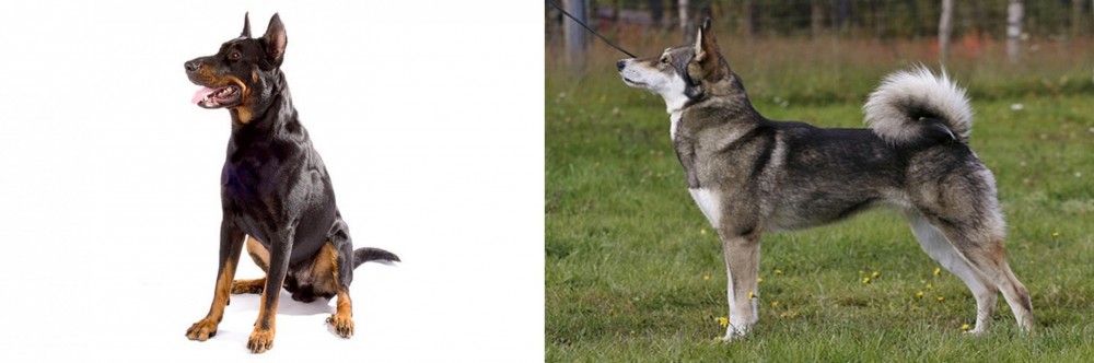 East Siberian Laika vs Beauceron - Breed Comparison