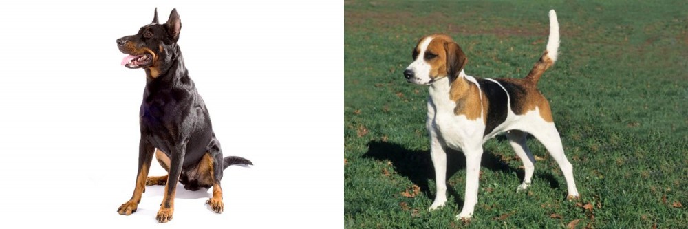 English Foxhound vs Beauceron - Breed Comparison