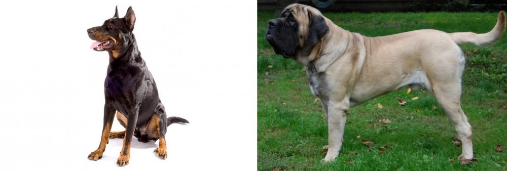 English Mastiff vs Beauceron - Breed Comparison