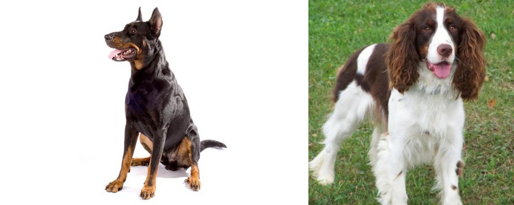 English Springer Spaniel vs Beauceron - Breed Comparison