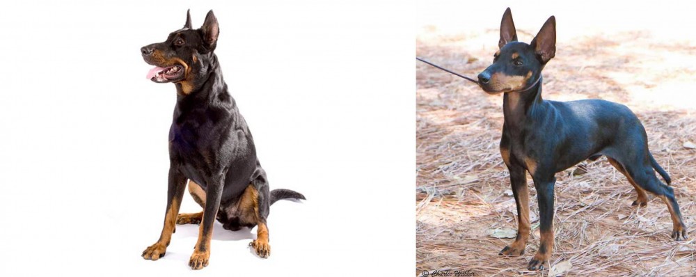 English Toy Terrier (Black & Tan) vs Beauceron - Breed Comparison