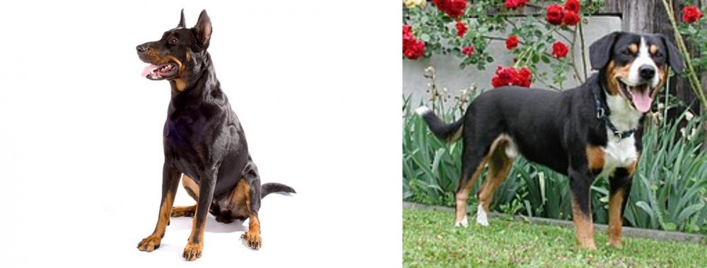 Entlebucher Mountain Dog vs Beauceron - Breed Comparison