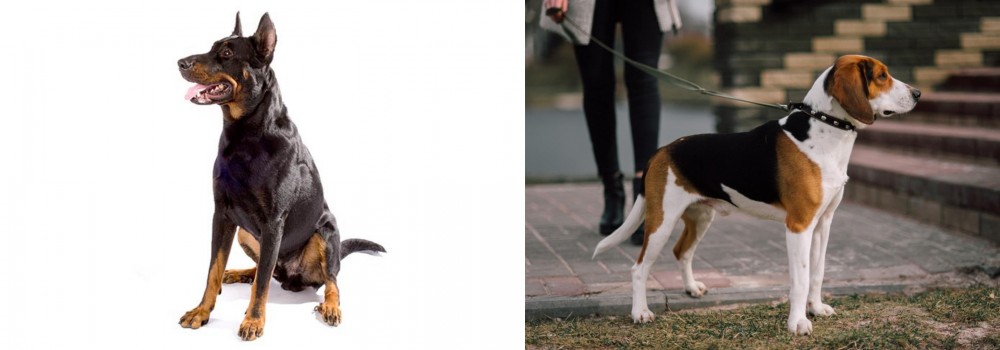 Estonian Hound vs Beauceron - Breed Comparison