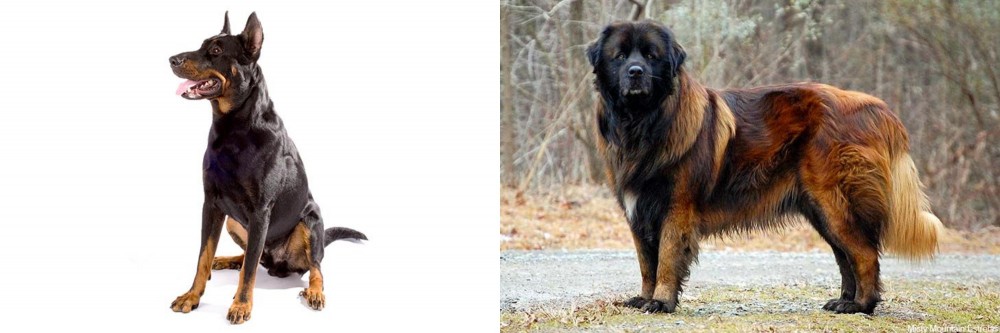 Estrela Mountain Dog vs Beauceron - Breed Comparison