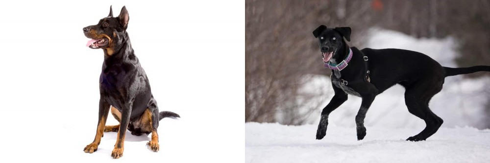 Eurohound vs Beauceron - Breed Comparison