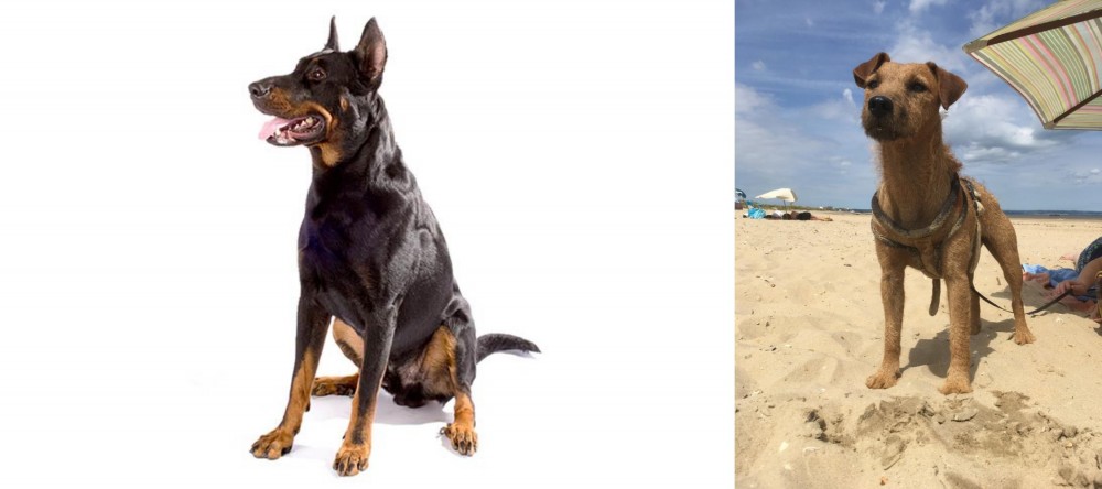 Fell Terrier vs Beauceron - Breed Comparison