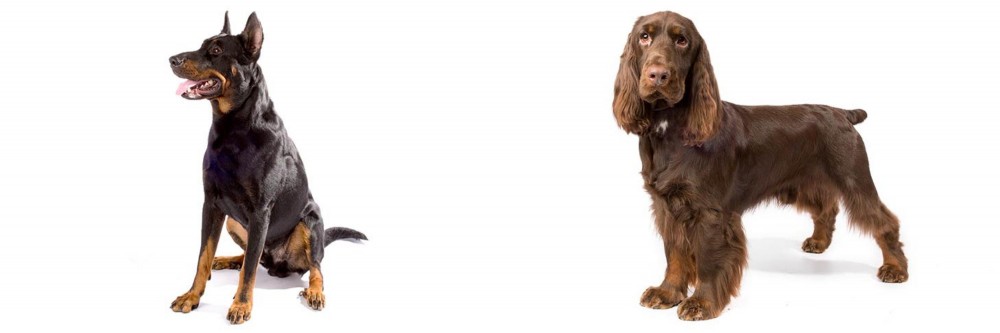 Field Spaniel vs Beauceron - Breed Comparison