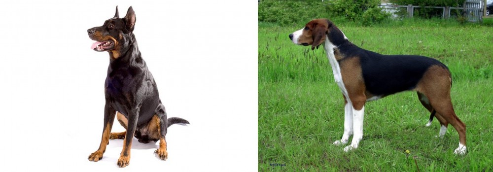 Finnish Hound vs Beauceron - Breed Comparison