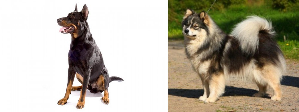 Finnish Lapphund vs Beauceron - Breed Comparison