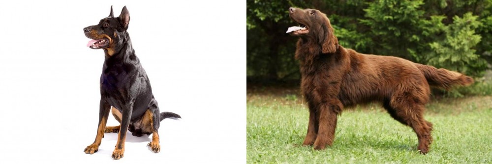 Flat-Coated Retriever vs Beauceron - Breed Comparison
